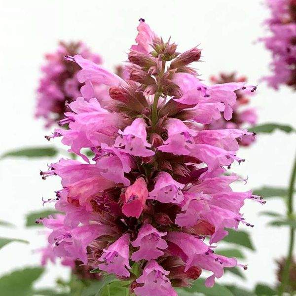AGASTACHE POQUITO LAVENDER