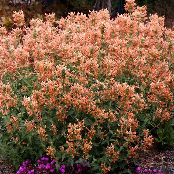 AGASTACHE POQUITO ORANGE