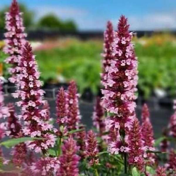 agastache-rugosa-beelicious-pink--1689793560.jpg
