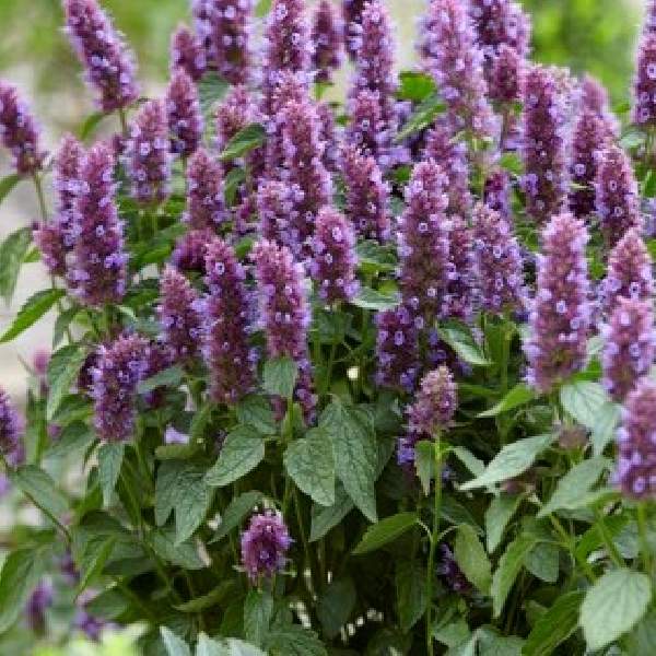 Image Of Agastache Rugosa Beelicious Purple