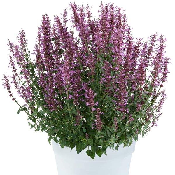 AGASTACHE SUNNY SPARKS PINK IMP