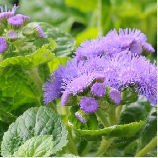 Ageratum