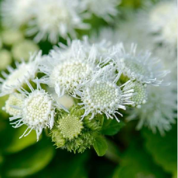 Image Of Ageratum Aloha White
