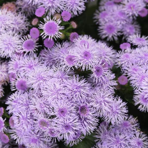 Ageratum Bumble Silver