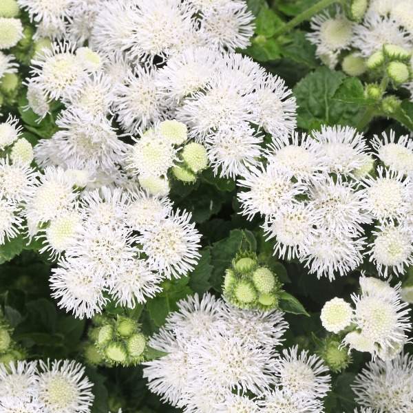 Ageratum Bumble White