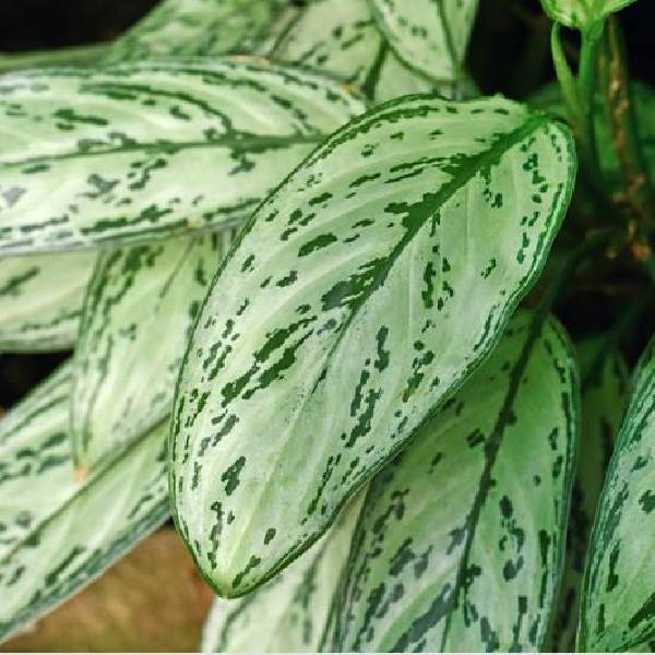 Aglaonema