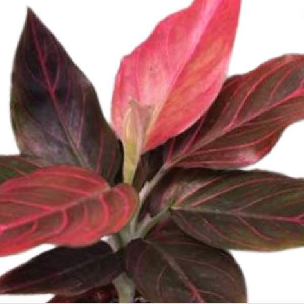 Wholesale Aglaonema Houseplant Starter Plants