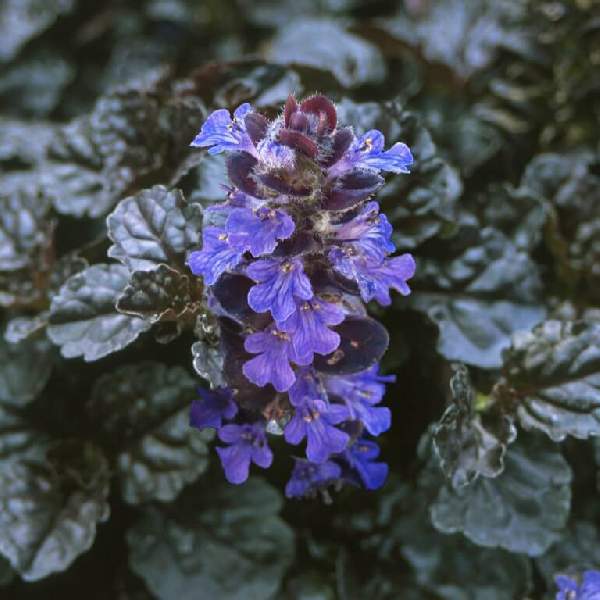 Ajuga