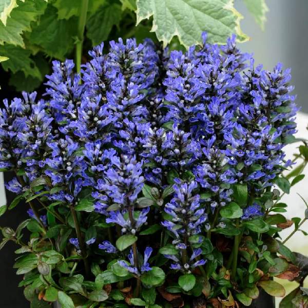 ajuga-blueberry-muffin-ajuga.jpg