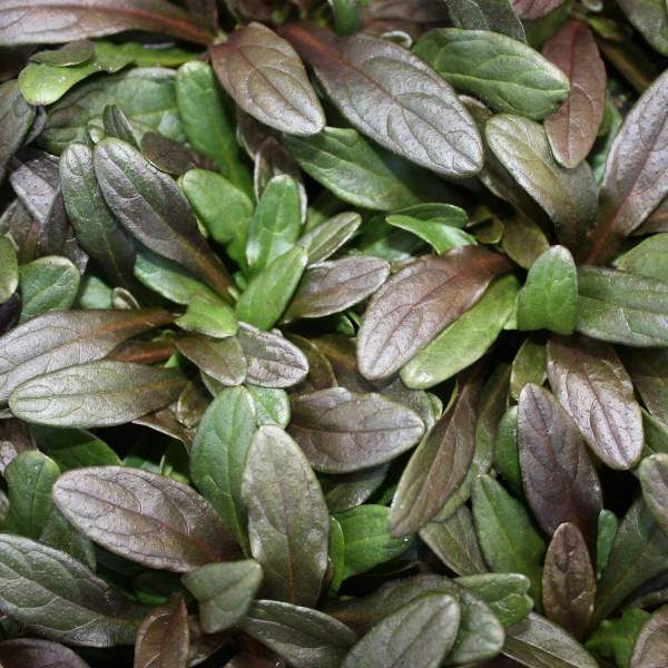 ajuga-bronze-ajuga.jpg