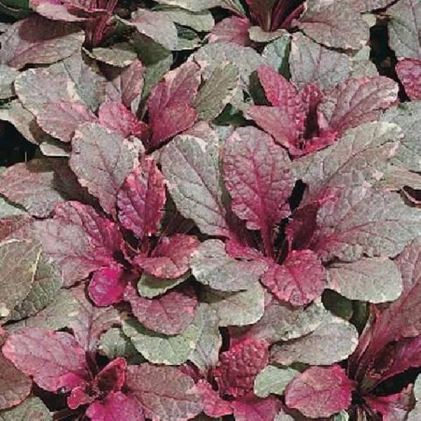 Image Of Ajuga Burgundy Glow