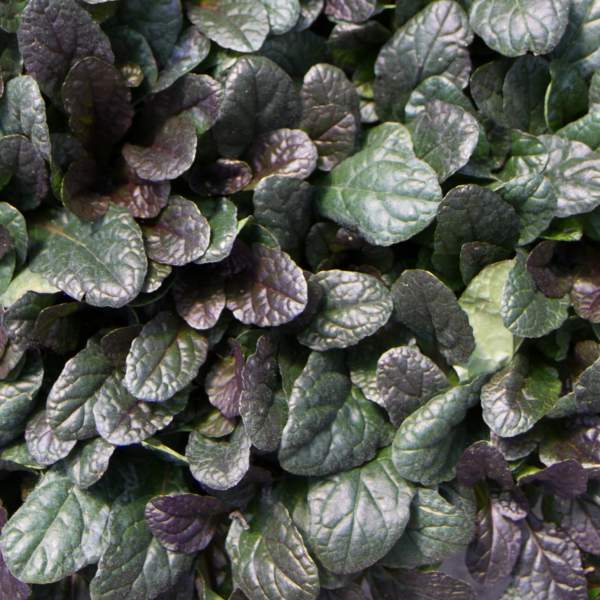 ajuga-mahogany.jpg