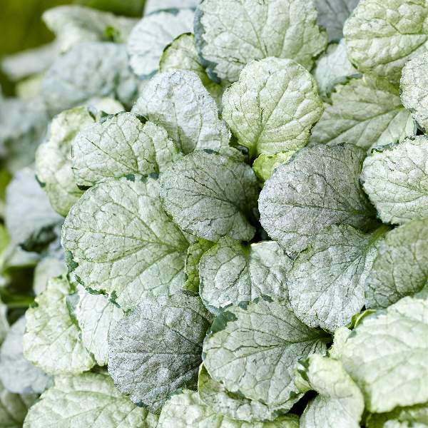 ajuga-princess-elsa-ajuga-1725024658.jpg