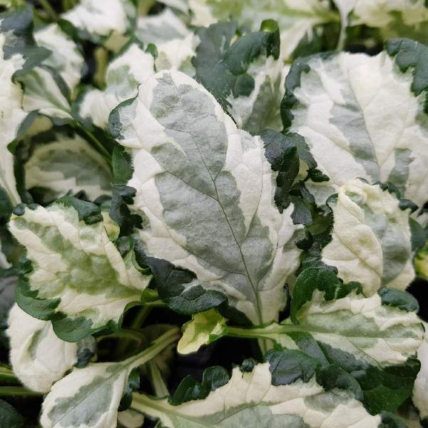 AJUGA PRINCESS LEIA