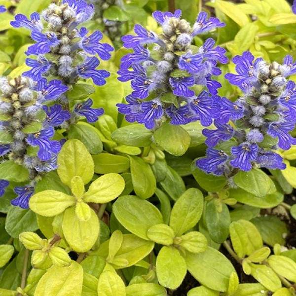 ajuga-reptans-feathered-friends-cordial-canary-ajuga-1724963834.jpg
