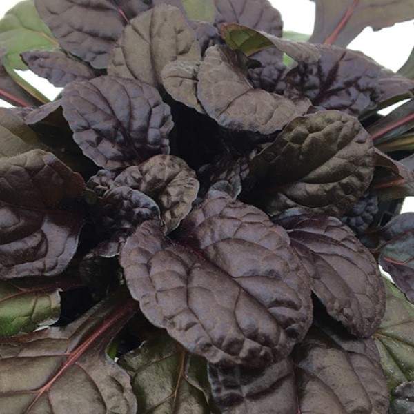 Image Of Ajuga Reptans Feathered Friends Fierce Falcon