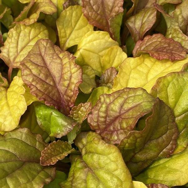 Ajuga reptans Feathered Friends Parrot Paradise