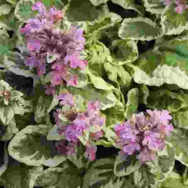 ajuga-reptans-pink-lightning-ajuga-1725024512.jpg