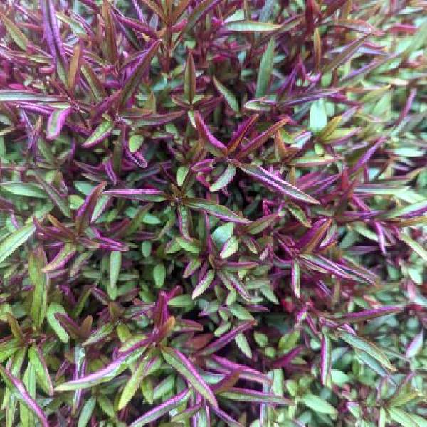 ALTERNANTHERA BURGUNDY THREAD