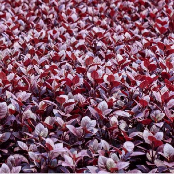 ALTERNANTHERA DENTATA LITTLE RUBY
