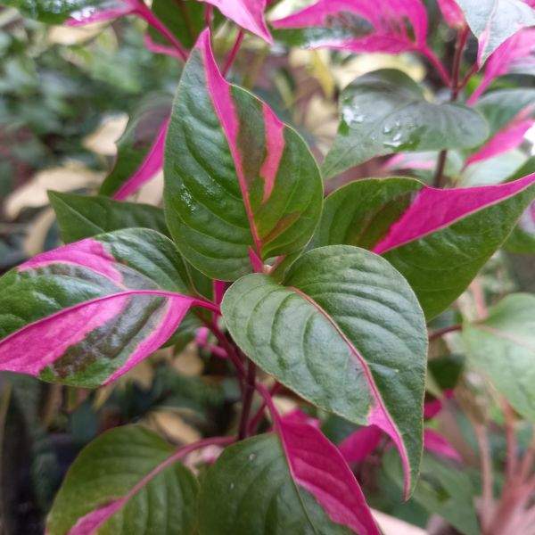 ALTERNANTHERA FICOIDEA PARTYTIME