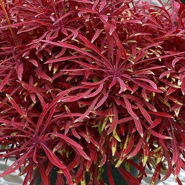 alternanthera-ficoidea-red-threads-alternanthera-1659376793.jpg