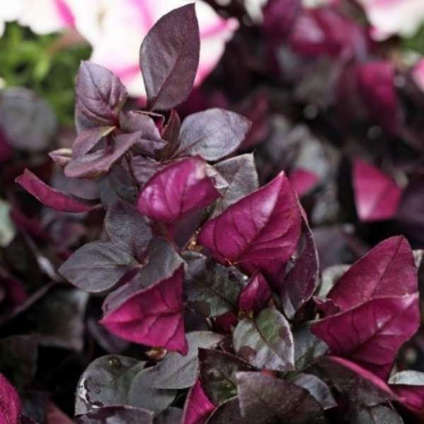 alternanthera-hybrid-choco-chili-alternanthera.jpg