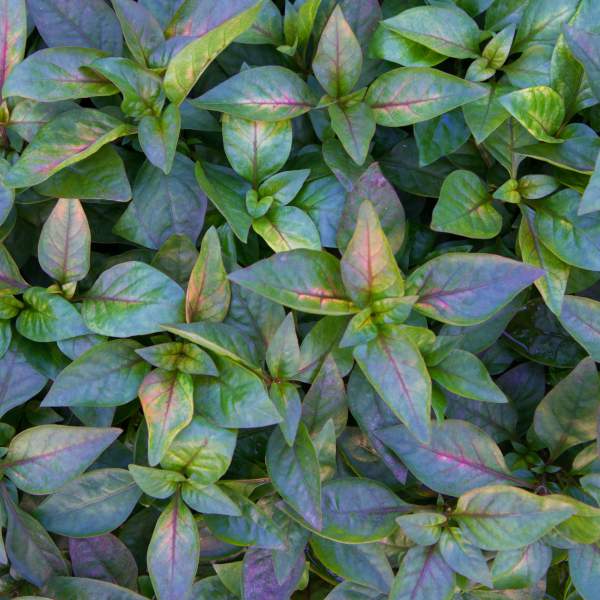Alternanthera