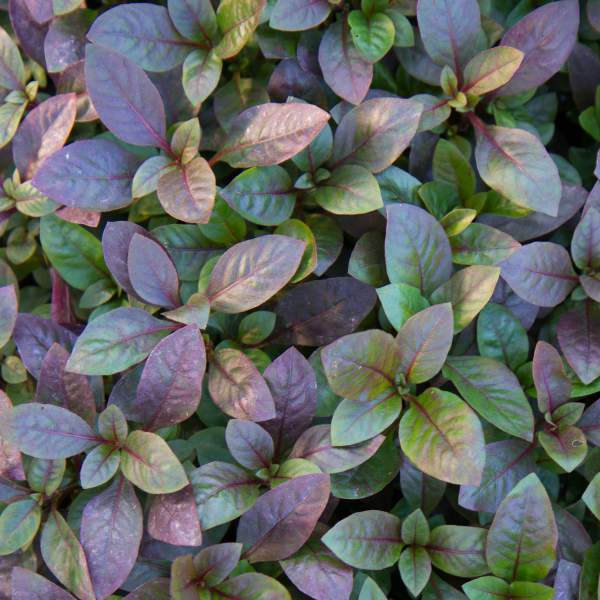 alternanthera-joshephs-coat-bronze.jpg