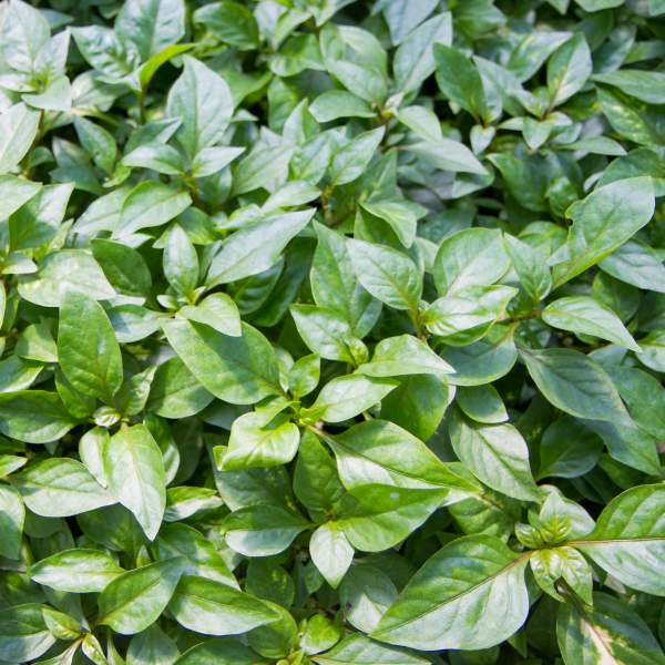 ALTERNANTHERA GREEN