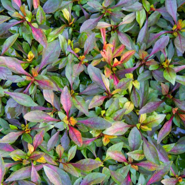 ALTERNANTHERA RED CARPET