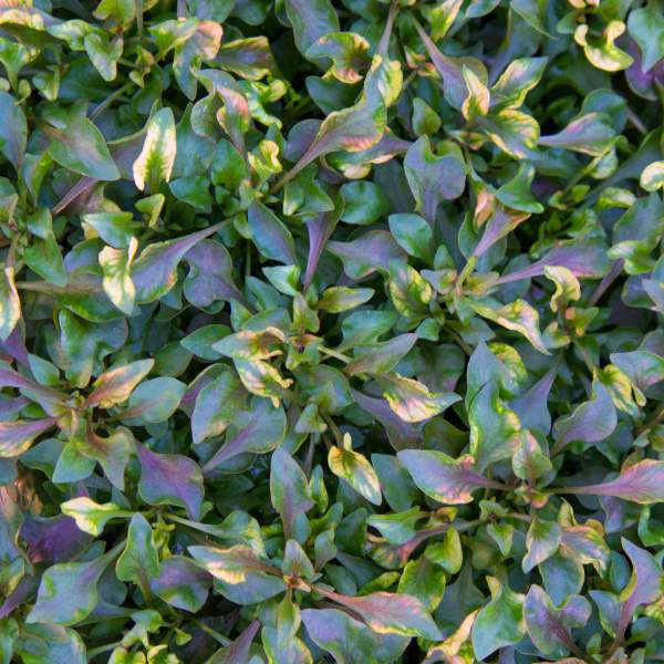 ALTERNANTHERA RED