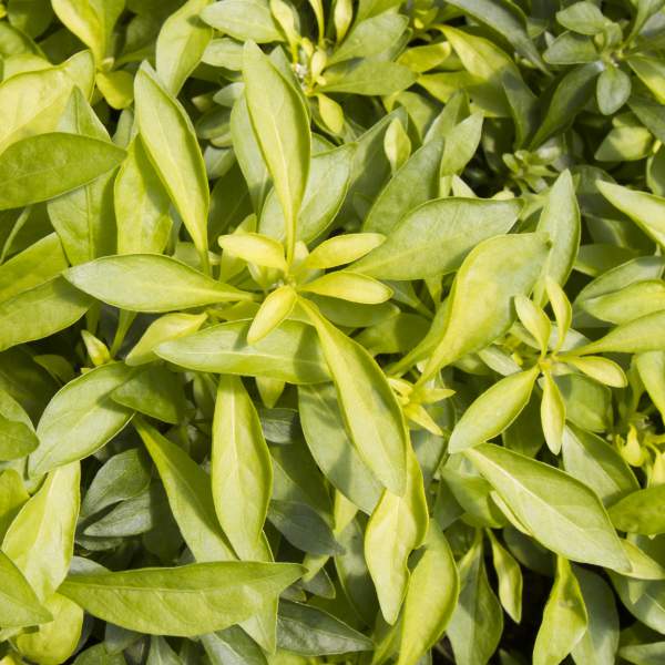 Image Of Alternanthera Yellow