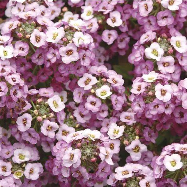 Lobularia