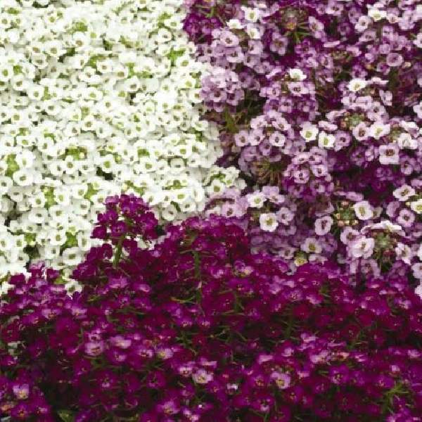 Alyssum Clear Crystals Mix