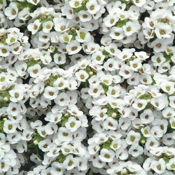 Alyssum Clear Crystals White