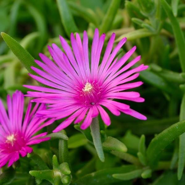 DELOSPERMA JEWEL OF DESERT AMETHYST