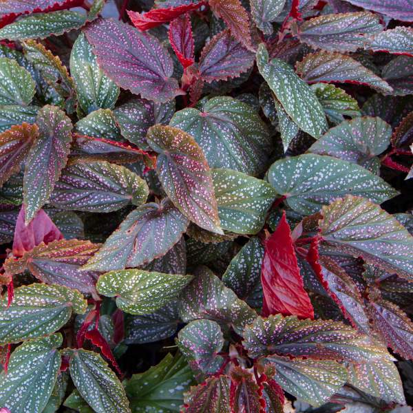 Angel Wing Begonia