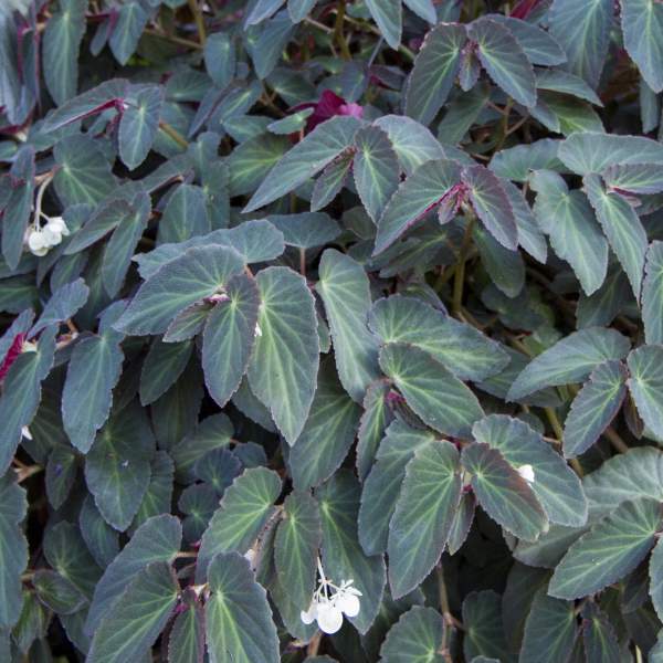 ANGEL WING BEGONIA BRAZILIAN LADY