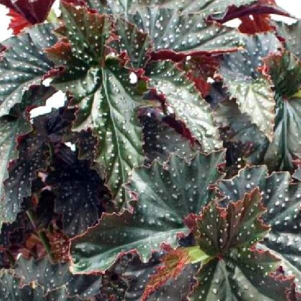 ANGEL WING BEGONIA FANNIE MOSER