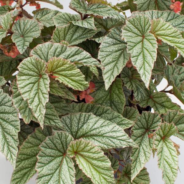 ANGEL WING BEGONIA FROSTY