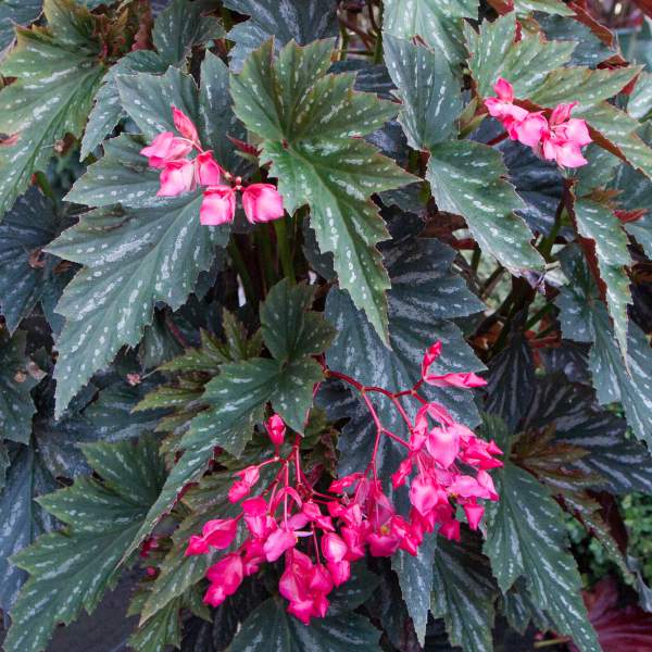 angel-wing-begonia-lana.jpg