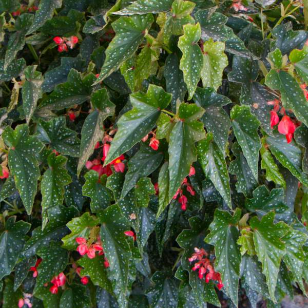 angel-wing-begonia-lois-burke.jpg