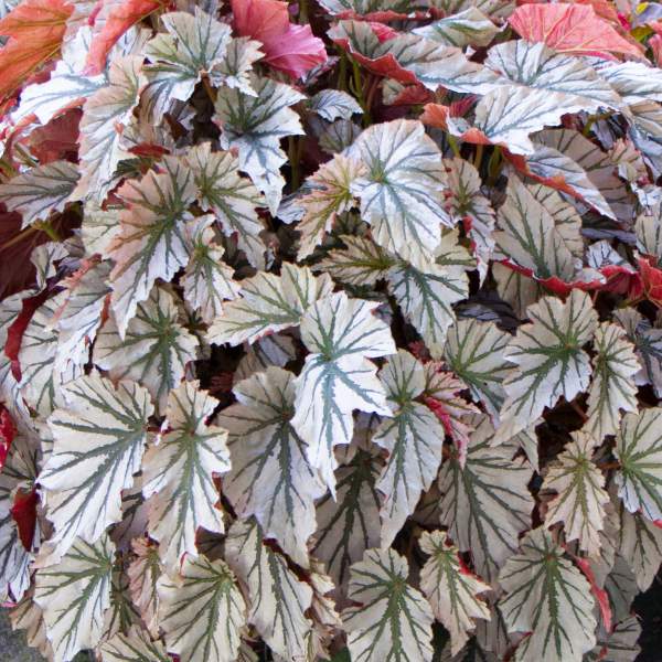 angel-wing-begonia-looking-glass.jpg