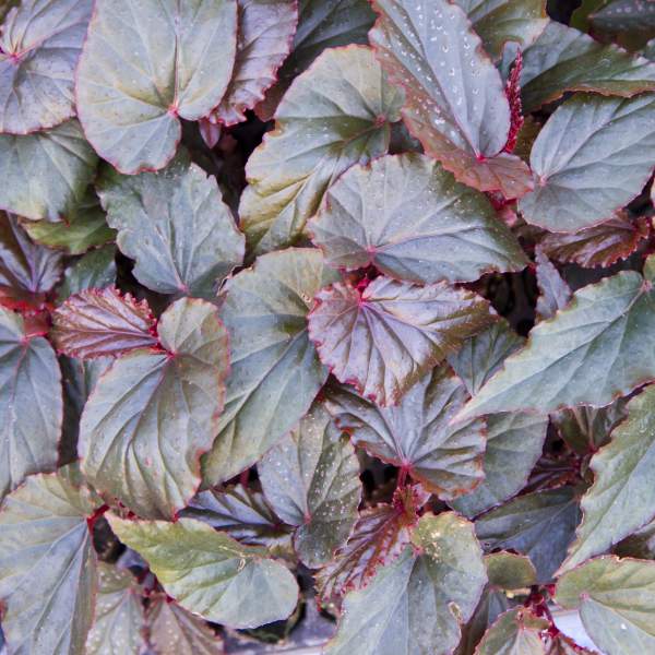 ANGEL WING BEGONIA LYNDA DAWN