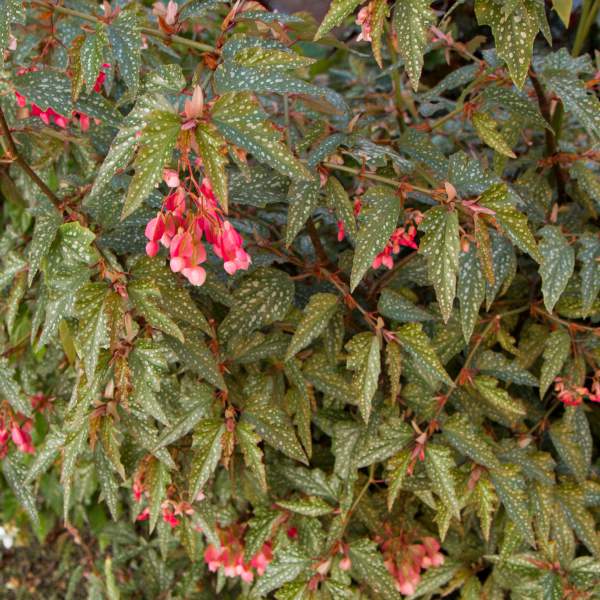 angel-wing-begonia-medora.jpg