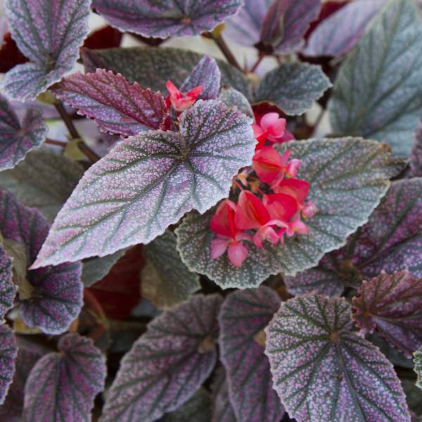 ANGEL WING BEGONIA MISS MUMMY