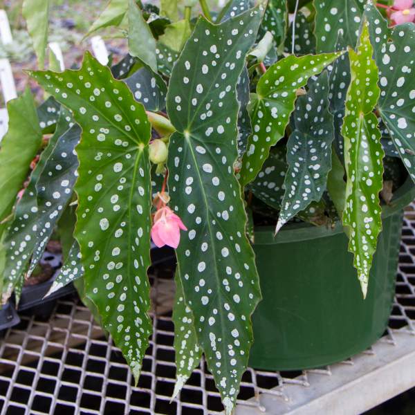 ANGEL WING BEGONIA MY SPECIAL ANGEL