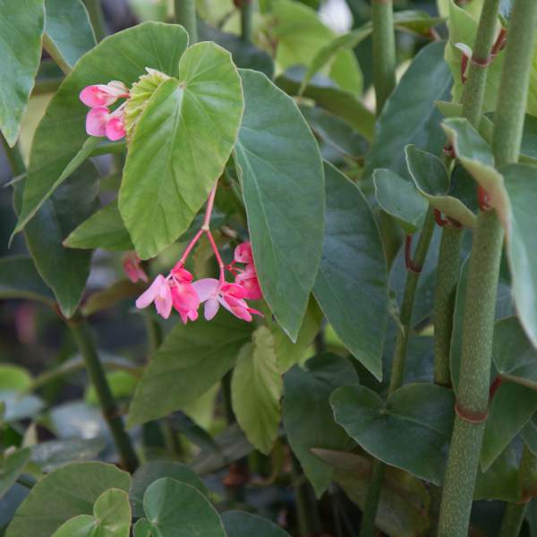 angel-wing-begonia-pink-cane.jpg