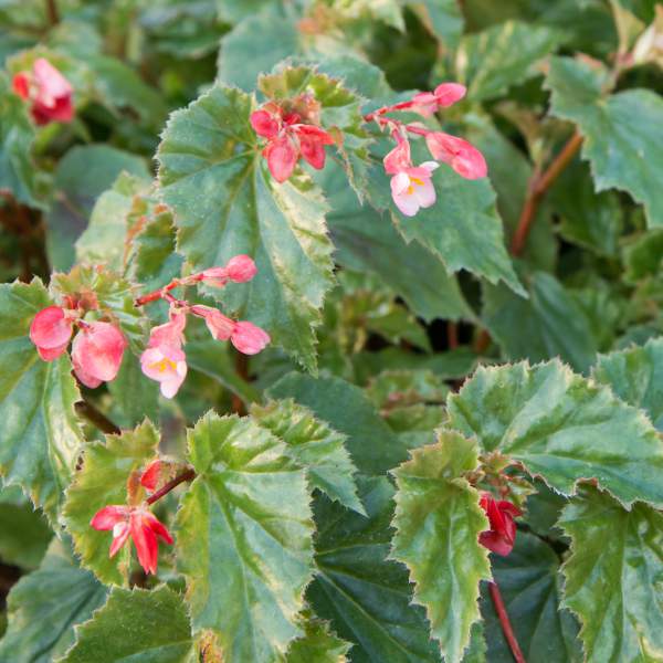 angel-wing-begonia-richmondensis-pink.jpg
